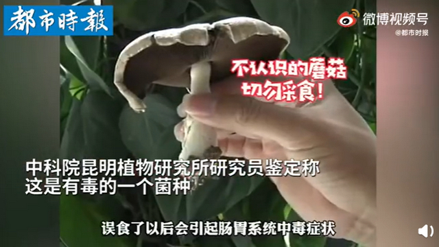 傳送帶輸送帶廠家：神奇！昆明一辦公室內(nèi)竟長出有毒蘑菇